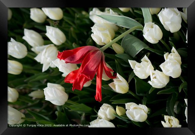 tulips of various colors in nature in spring Framed Print by Turgay Koca