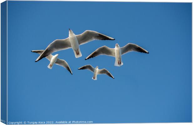 Seagull flying in blue a sky Canvas Print by Turgay Koca