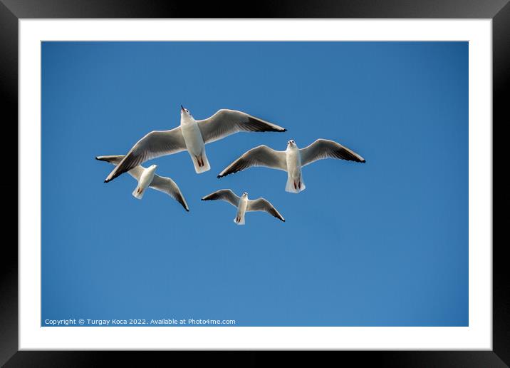 Seagull flying in blue a sky Framed Mounted Print by Turgay Koca