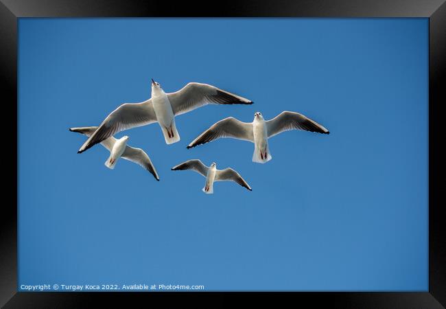 Seagull flying in blue a sky Framed Print by Turgay Koca