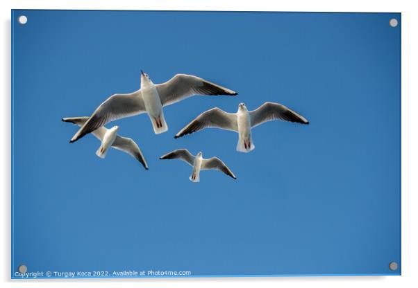 Seagull flying in blue a sky Acrylic by Turgay Koca