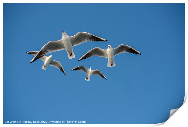 Seagull flying in blue a sky Print by Turgay Koca