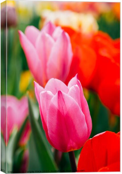 Beautiful tulips flower in tulip field in spring Canvas Print by Turgay Koca
