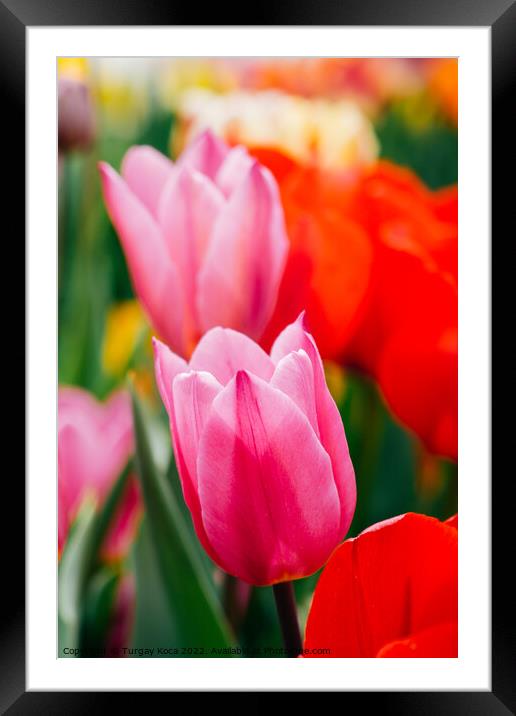 Beautiful tulips flower in tulip field in spring Framed Mounted Print by Turgay Koca