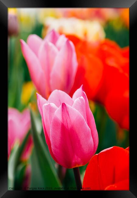 Beautiful tulips flower in tulip field in spring Framed Print by Turgay Koca