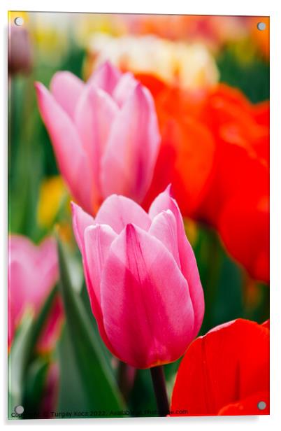 Beautiful tulips flower in tulip field in spring Acrylic by Turgay Koca