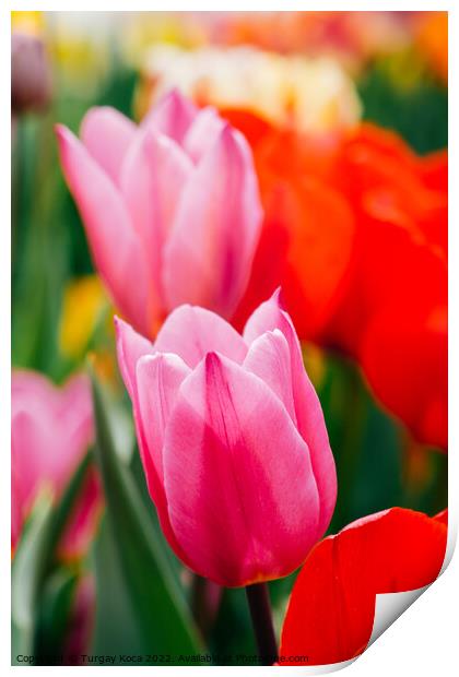 Beautiful tulips flower in tulip field in spring Print by Turgay Koca