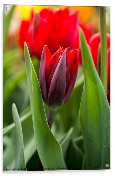 Colorful tulip flower bloom in the garden Acrylic by Turgay Koca