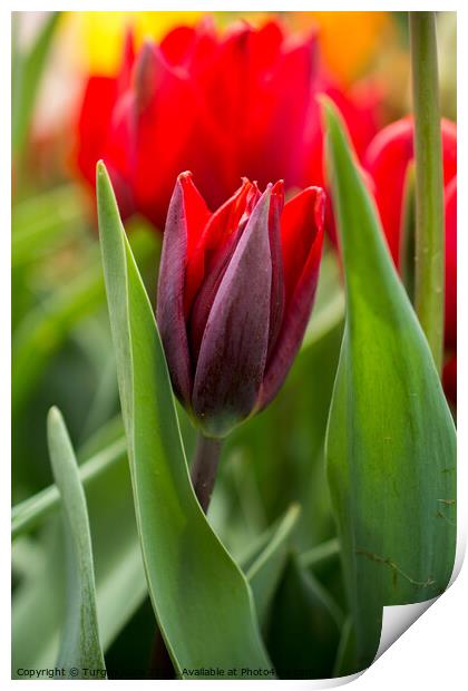 Colorful tulip flower bloom in the garden Print by Turgay Koca