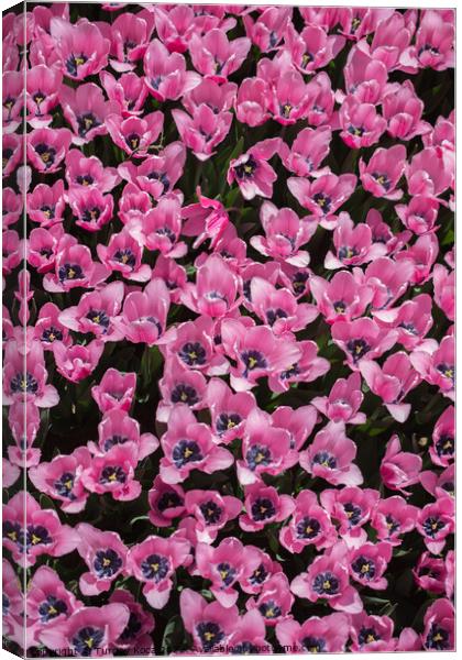 Blooming colorful tulip flowers as floral backgrou Canvas Print by Turgay Koca
