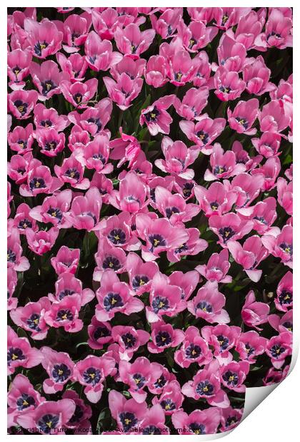 Blooming colorful tulip flowers as floral backgrou Print by Turgay Koca