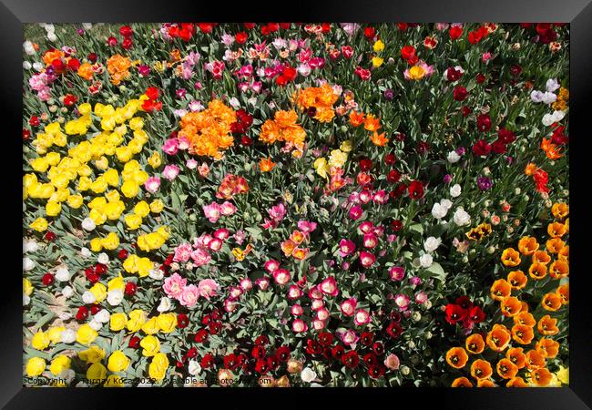 Blooming colorful tulip flowers as floral backgrou Framed Print by Turgay Koca