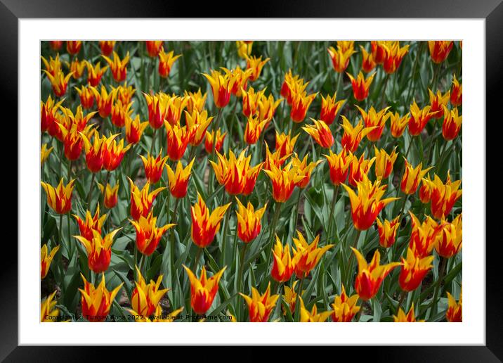 Blooming colorful tulip flowers as floral backgrou Framed Mounted Print by Turgay Koca