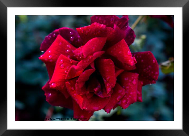 Beautiful fresh roses in close up view Framed Mounted Print by Turgay Koca