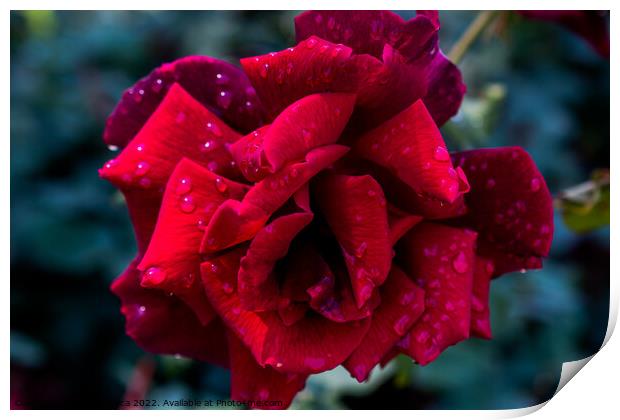 Beautiful fresh roses in close up view Print by Turgay Koca