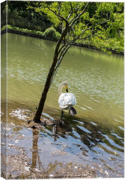 Single swan lives in the pond Canvas Print by Turgay Koca