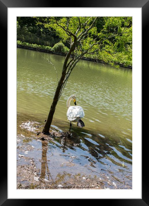 Single swan lives in the pond Framed Mounted Print by Turgay Koca
