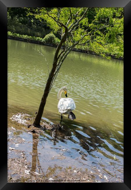 Single swan lives in the pond Framed Print by Turgay Koca