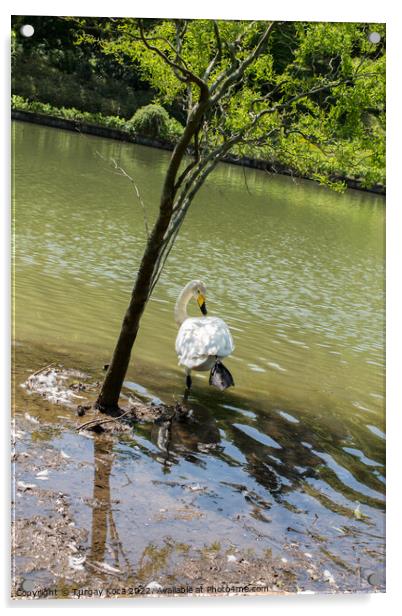 Single swan lives in the pond Acrylic by Turgay Koca