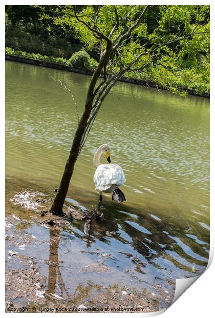 Single swan lives in the pond Print by Turgay Koca