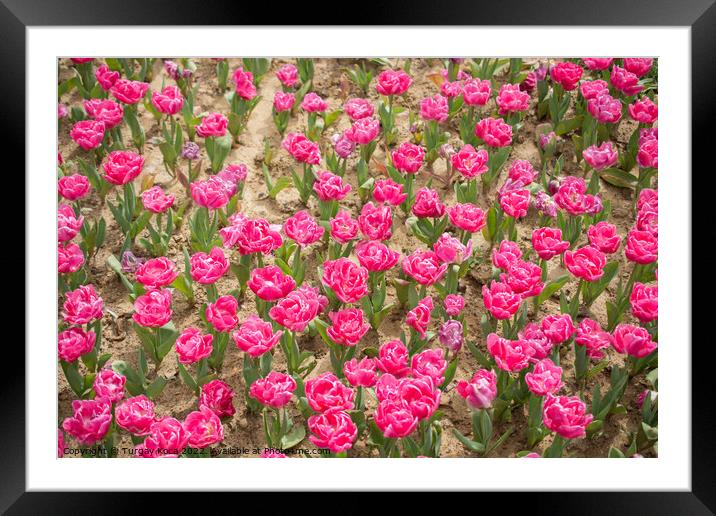 Colorful tulip flowers bloom in the garden Framed Mounted Print by Turgay Koca