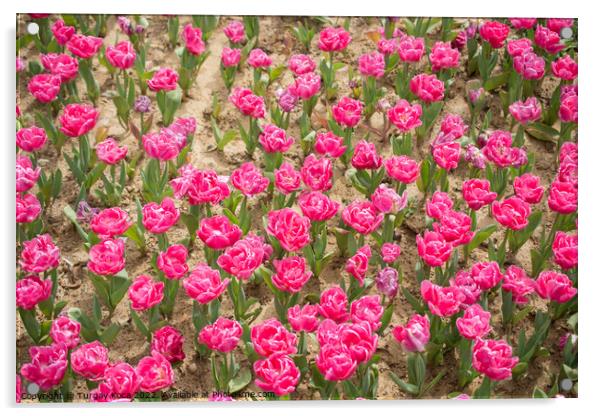 Colorful tulip flowers bloom in the garden Acrylic by Turgay Koca