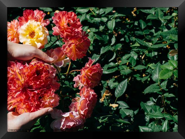 Beautiful fresh roses in hand Framed Print by Turgay Koca