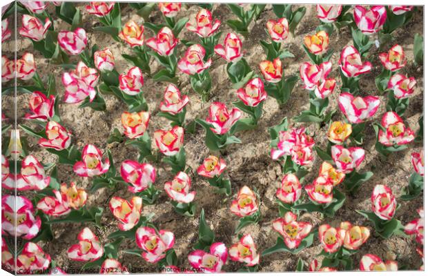 Blooming colorful tulip flowers as floral backgrou Canvas Print by Turgay Koca