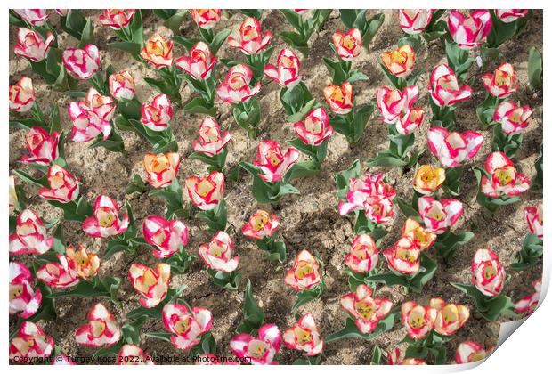 Blooming colorful tulip flowers as floral backgrou Print by Turgay Koca