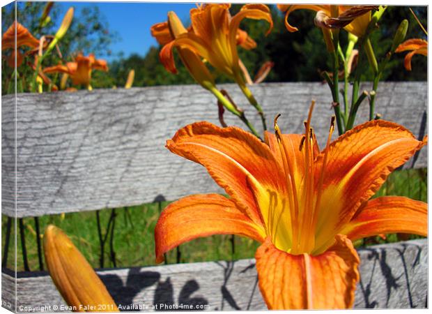Tiger Lily Canvas Print by Evan Faler