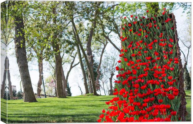 Red tulips in nature in spring Canvas Print by Turgay Koca