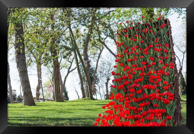 Red tulips in nature in spring Framed Print by Turgay Koca