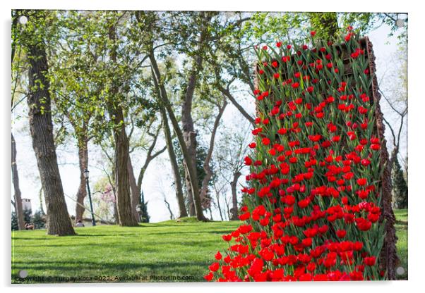 Red tulips in nature in spring Acrylic by Turgay Koca