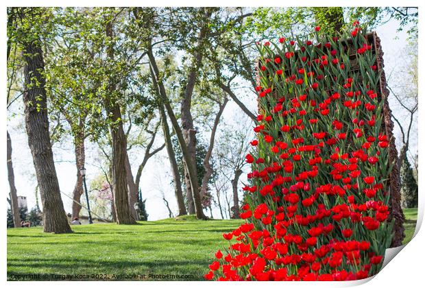 Red tulips in nature in spring Print by Turgay Koca