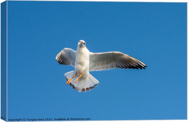 Single seagull flying in blue a sky Canvas Print by Turgay Koca