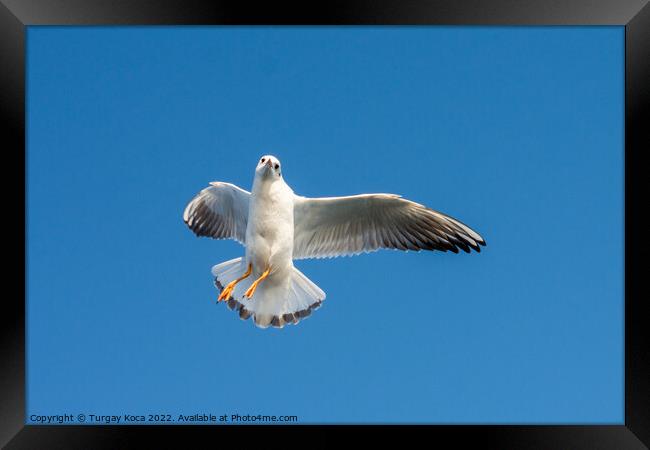 Single seagull flying in blue a sky Framed Print by Turgay Koca