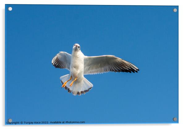 Single seagull flying in blue a sky Acrylic by Turgay Koca