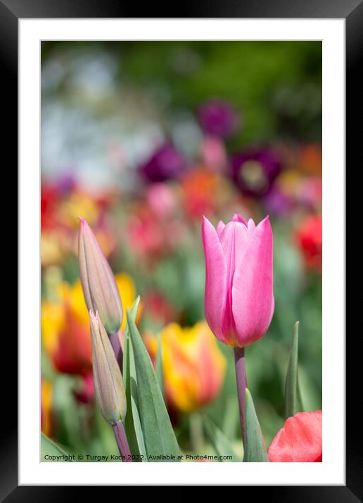 Colorful tulip flower bloom in the garden Framed Mounted Print by Turgay Koca