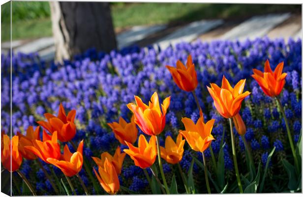 Tulip garden in spring Canvas Print by Turgay Koca