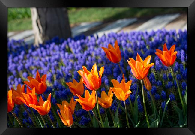 Tulip garden in spring Framed Print by Turgay Koca