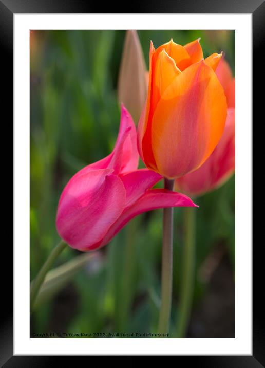 tulips of various colors in nature in spring Framed Mounted Print by Turgay Koca