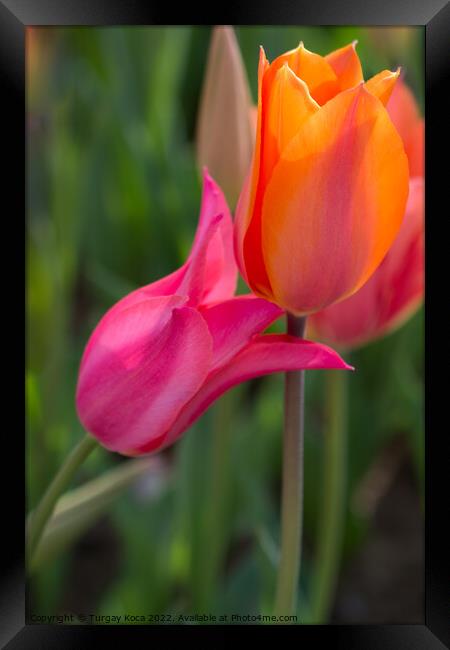 tulips of various colors in nature in spring Framed Print by Turgay Koca