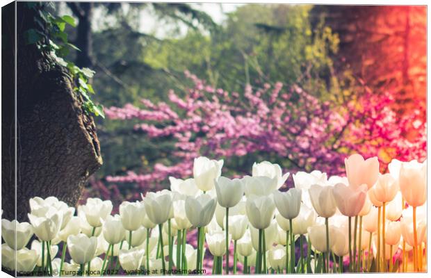 tulips of various colors in nature in spring Canvas Print by Turgay Koca