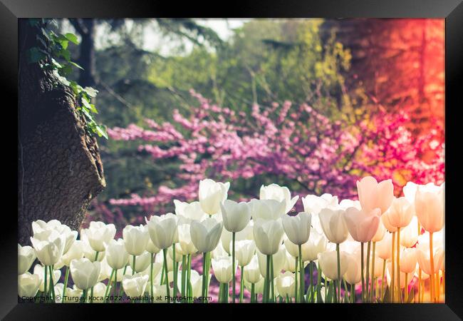 tulips of various colors in nature in spring Framed Print by Turgay Koca
