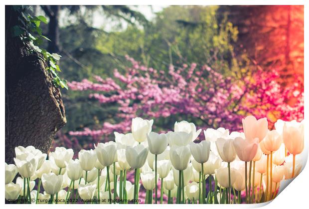 tulips of various colors in nature in spring Print by Turgay Koca