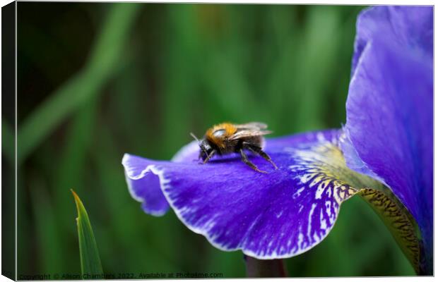 Bee on Iris Canvas Print by Alison Chambers