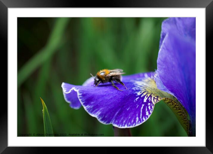 Bee on Iris Framed Mounted Print by Alison Chambers