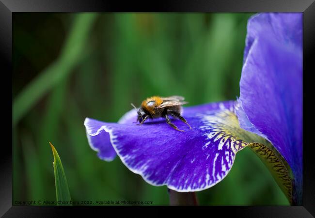 Bee on Iris Framed Print by Alison Chambers