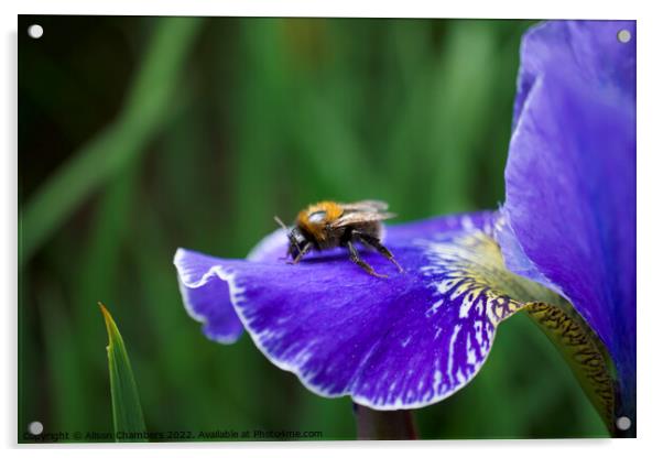 Bee on Iris Acrylic by Alison Chambers