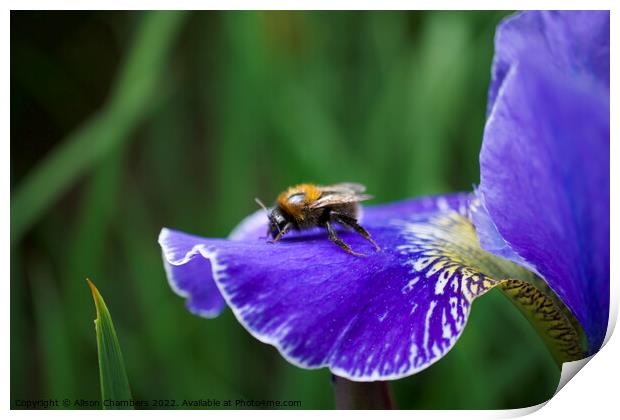 Bee on Iris Print by Alison Chambers